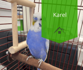 A csapatunknak új tagja van- Karel a papagáj